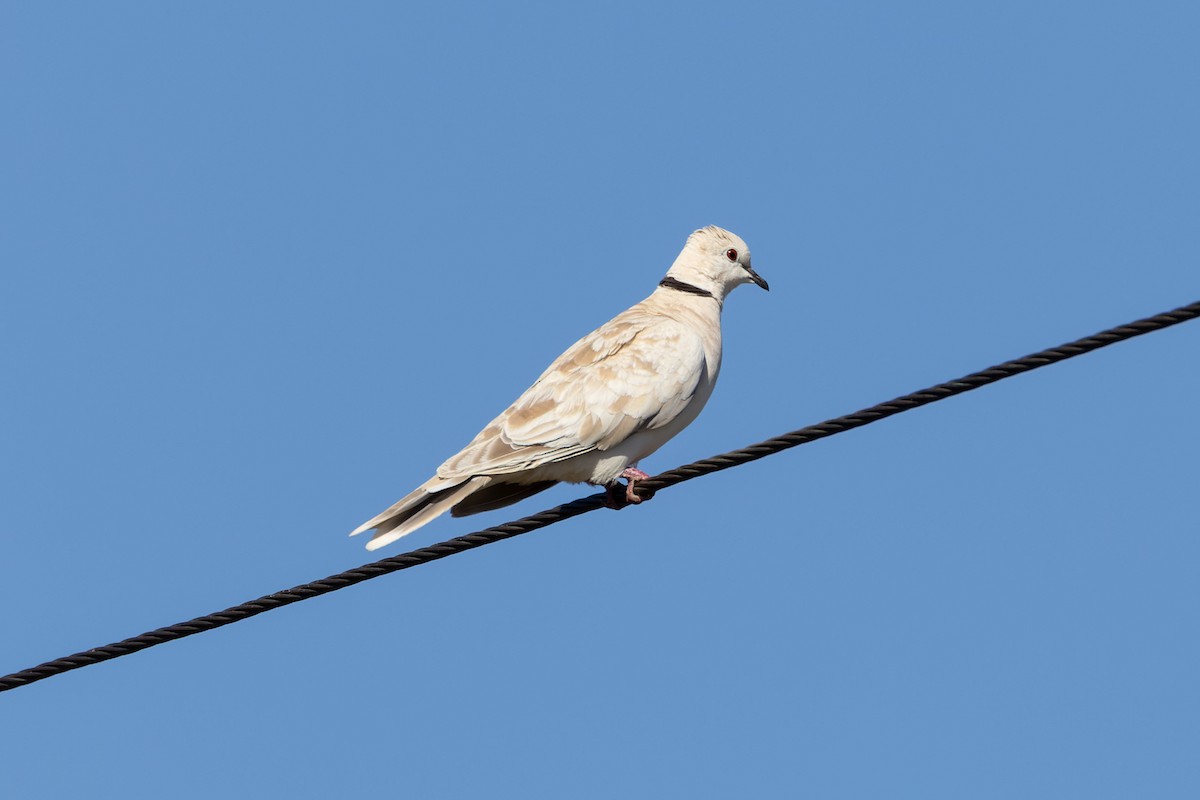 African Collared-Dove (Domestic type or Ringed Turtle-Dove) - ML616539349