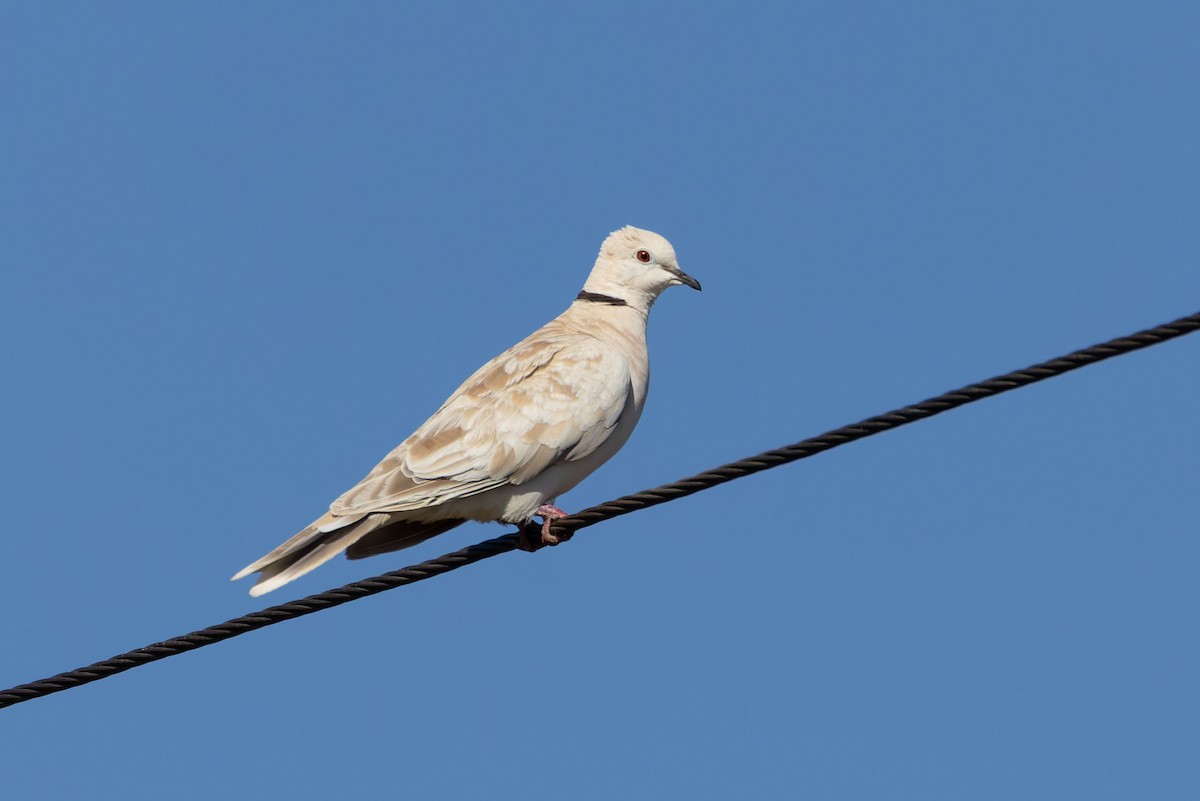 African Collared-Dove (Domestic type or Ringed Turtle-Dove) - Steve Popple