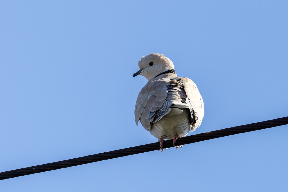 African Collared-Dove (Domestic type or Ringed Turtle-Dove) - ML616539351