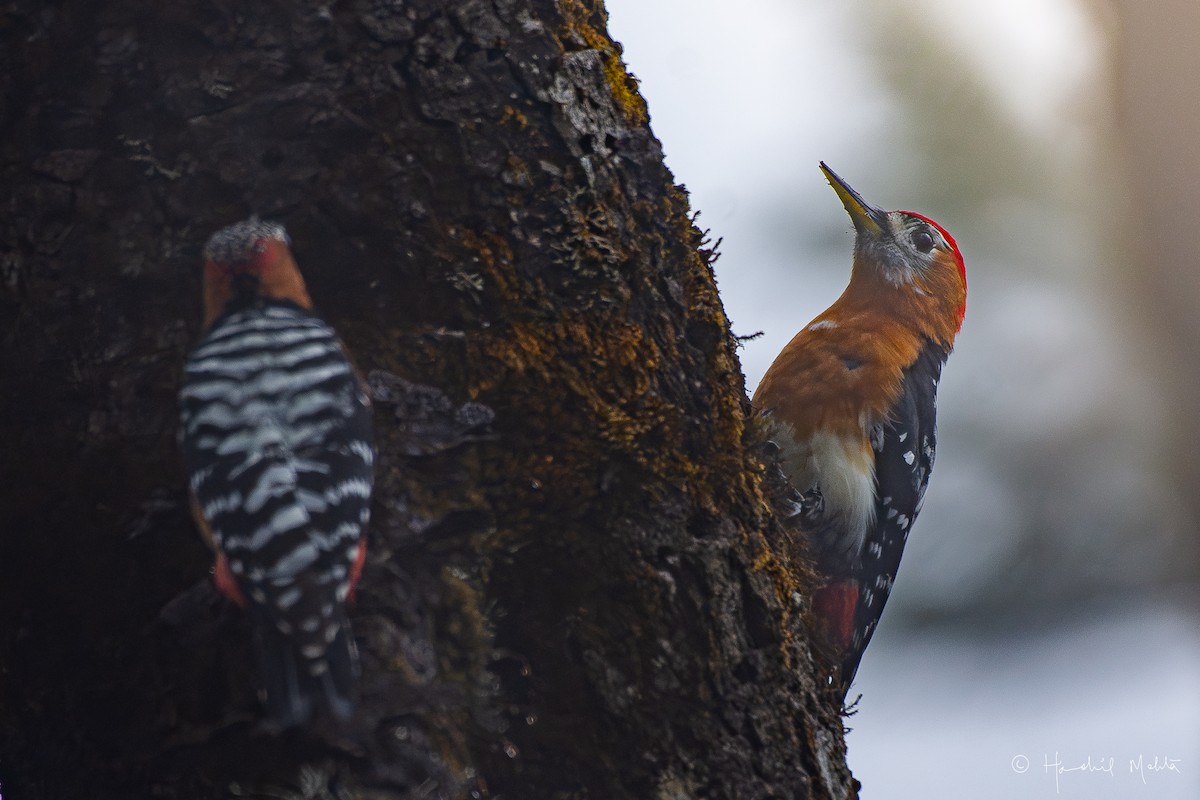 Rufous-bellied Woodpecker - ML616539438