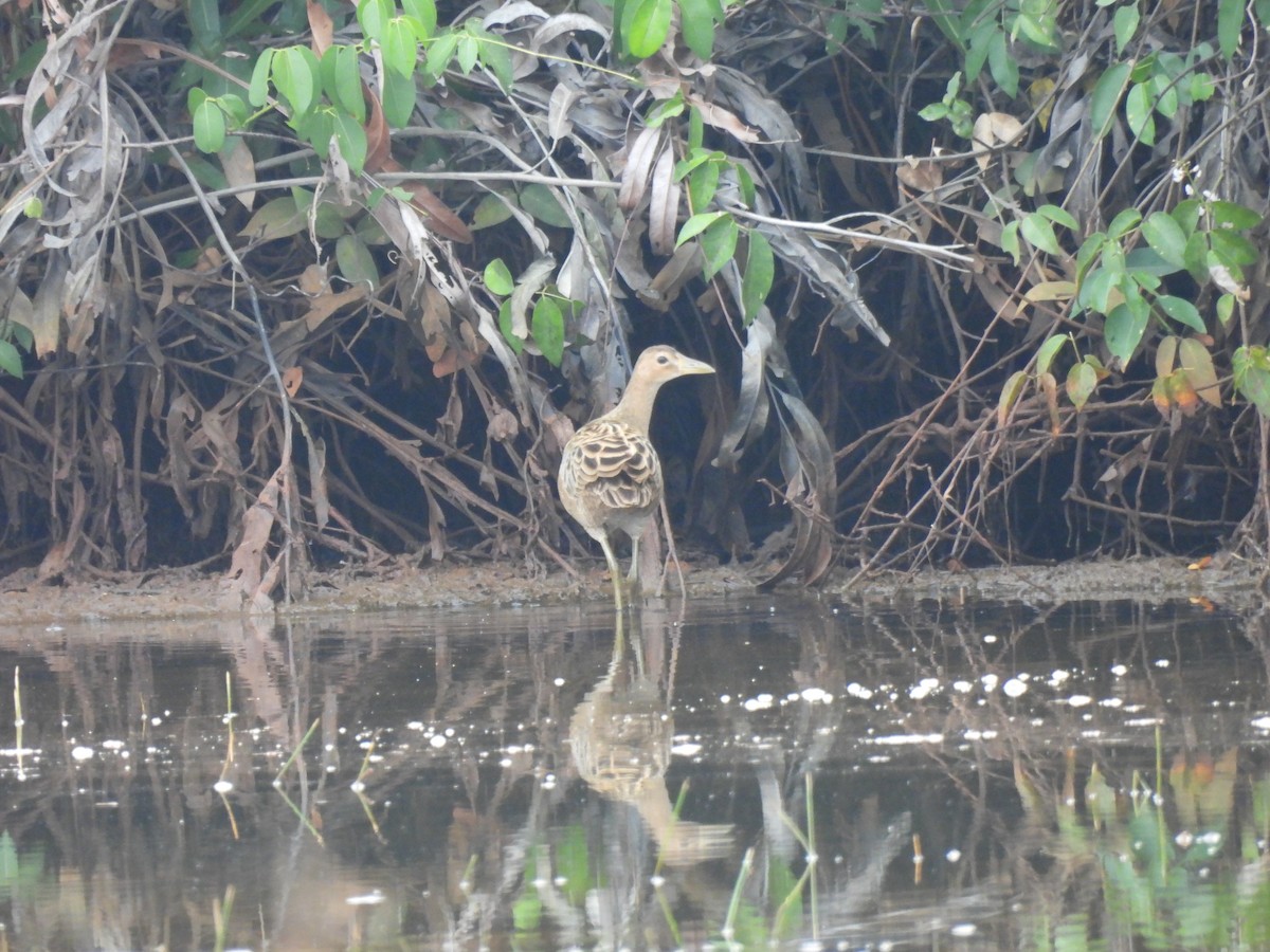 Watercock - shyamkumar puravankara