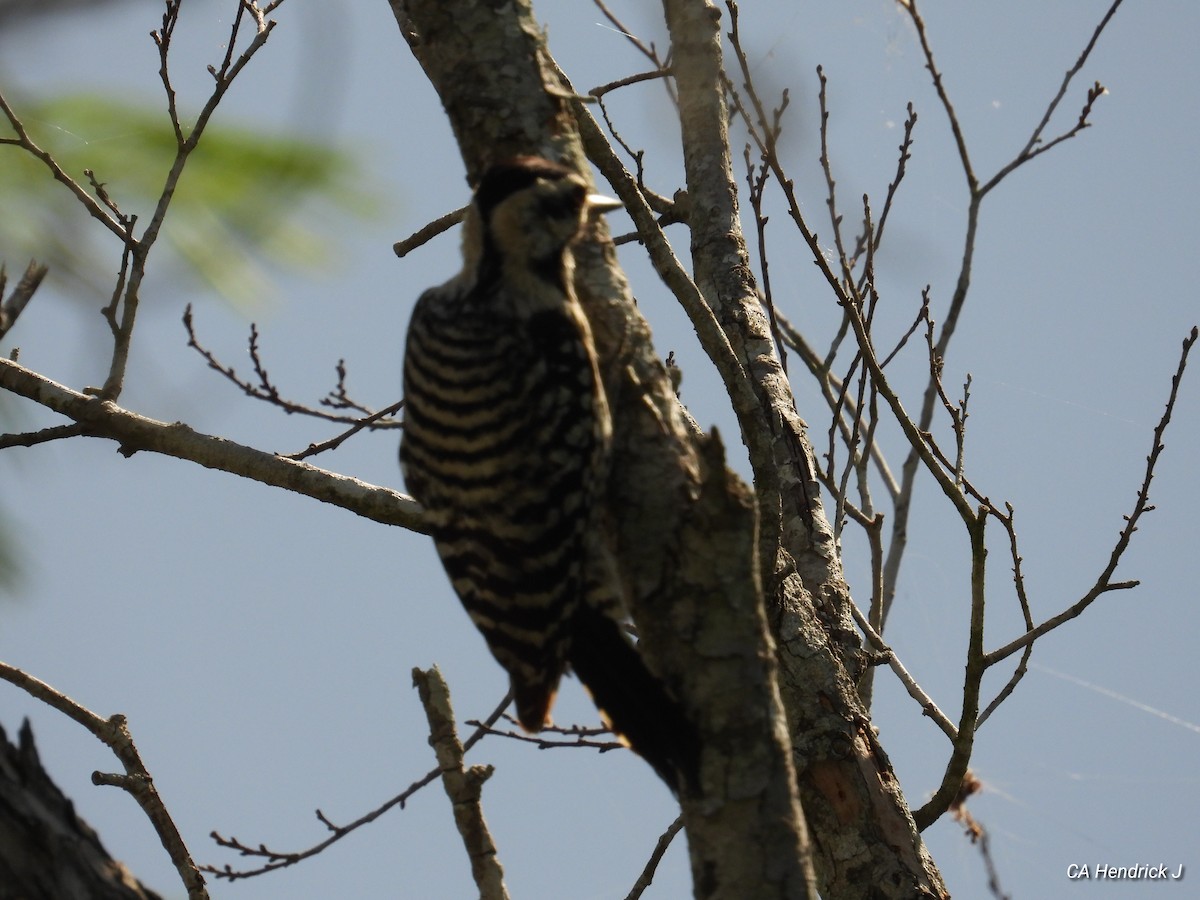 Ladder-backed Woodpecker - Allen HENDRICK 864.360.5468