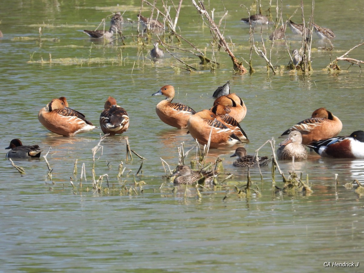 Fulvous Whistling-Duck - ML616539732