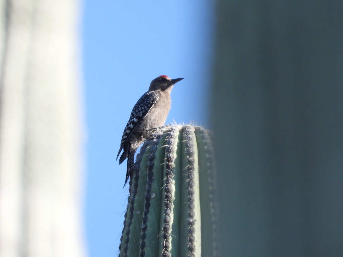 Gray-breasted Woodpecker - ML616539812