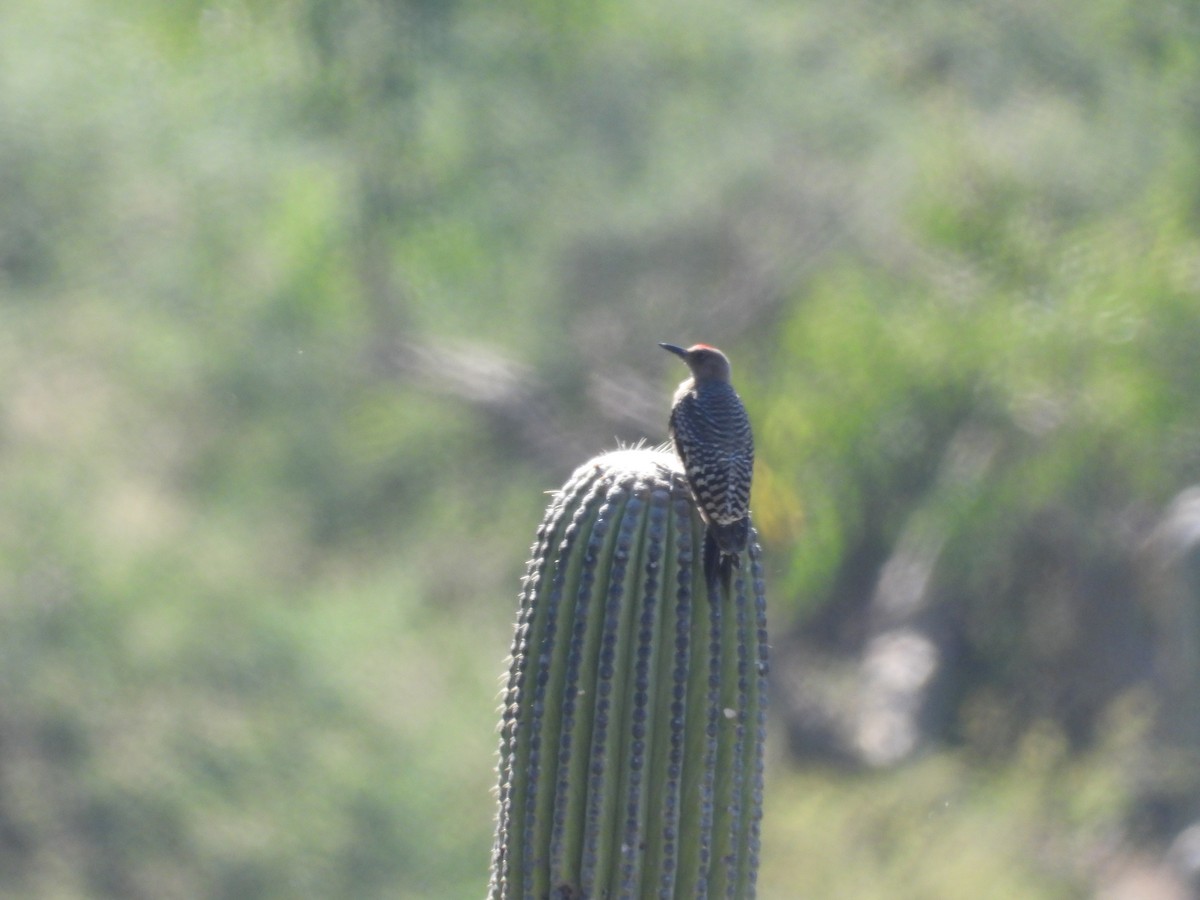 Gray-breasted Woodpecker - ML616539818