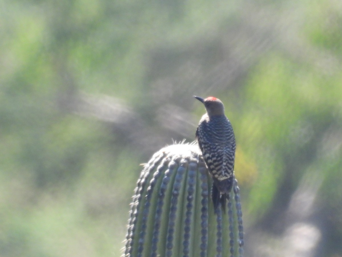 Gray-breasted Woodpecker - ML616539819