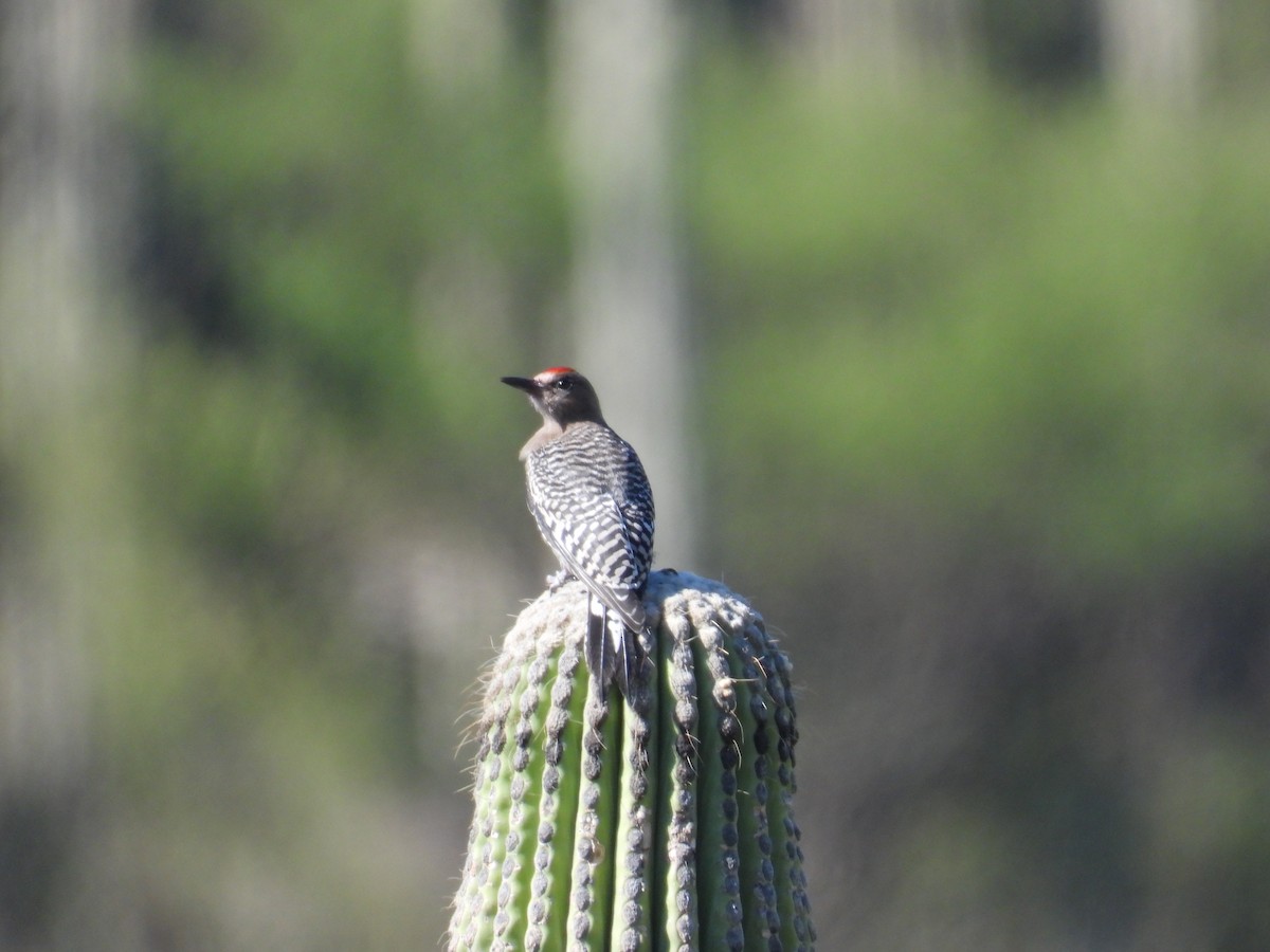 Gray-breasted Woodpecker - ML616539836