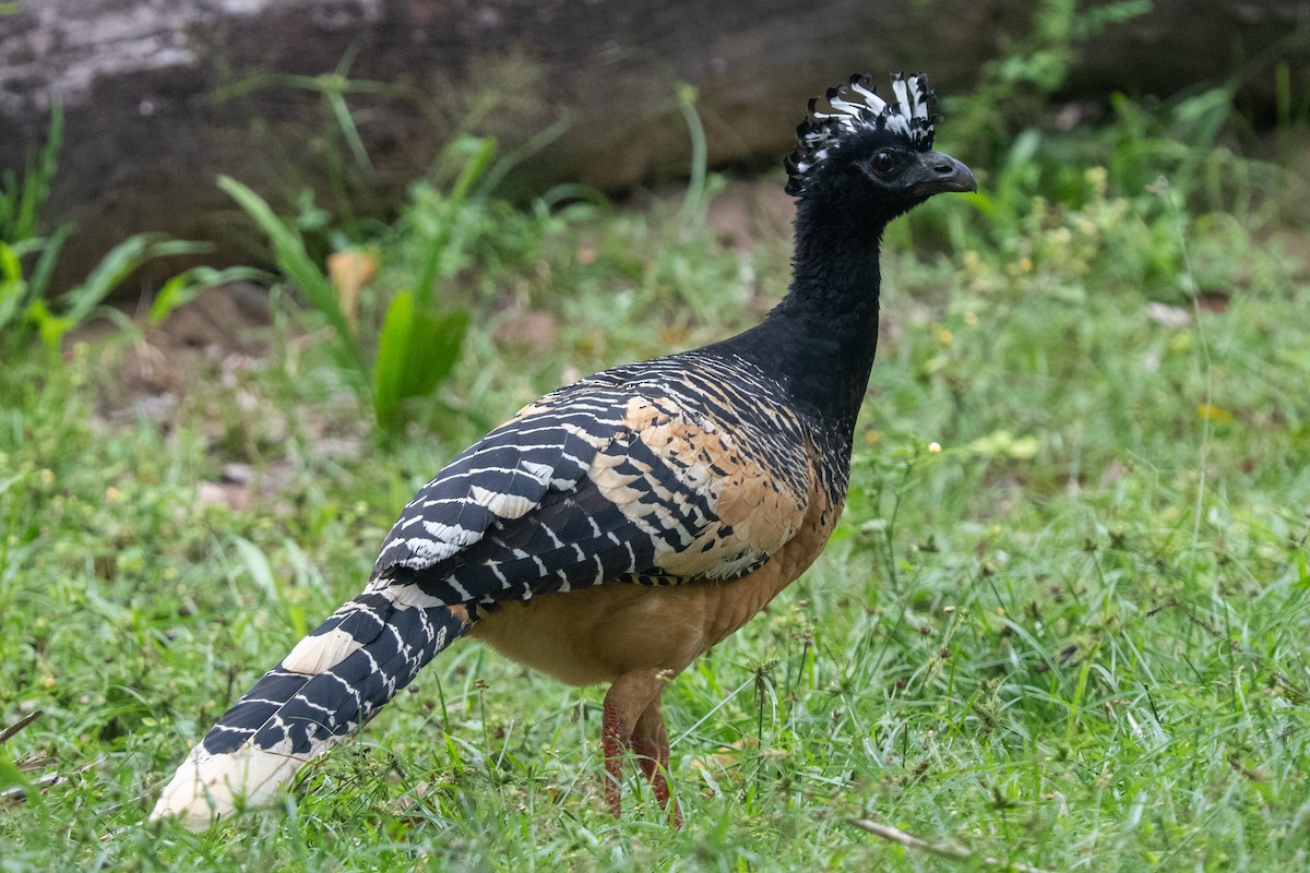 Bare-faced Curassow - Ted Kavanagh