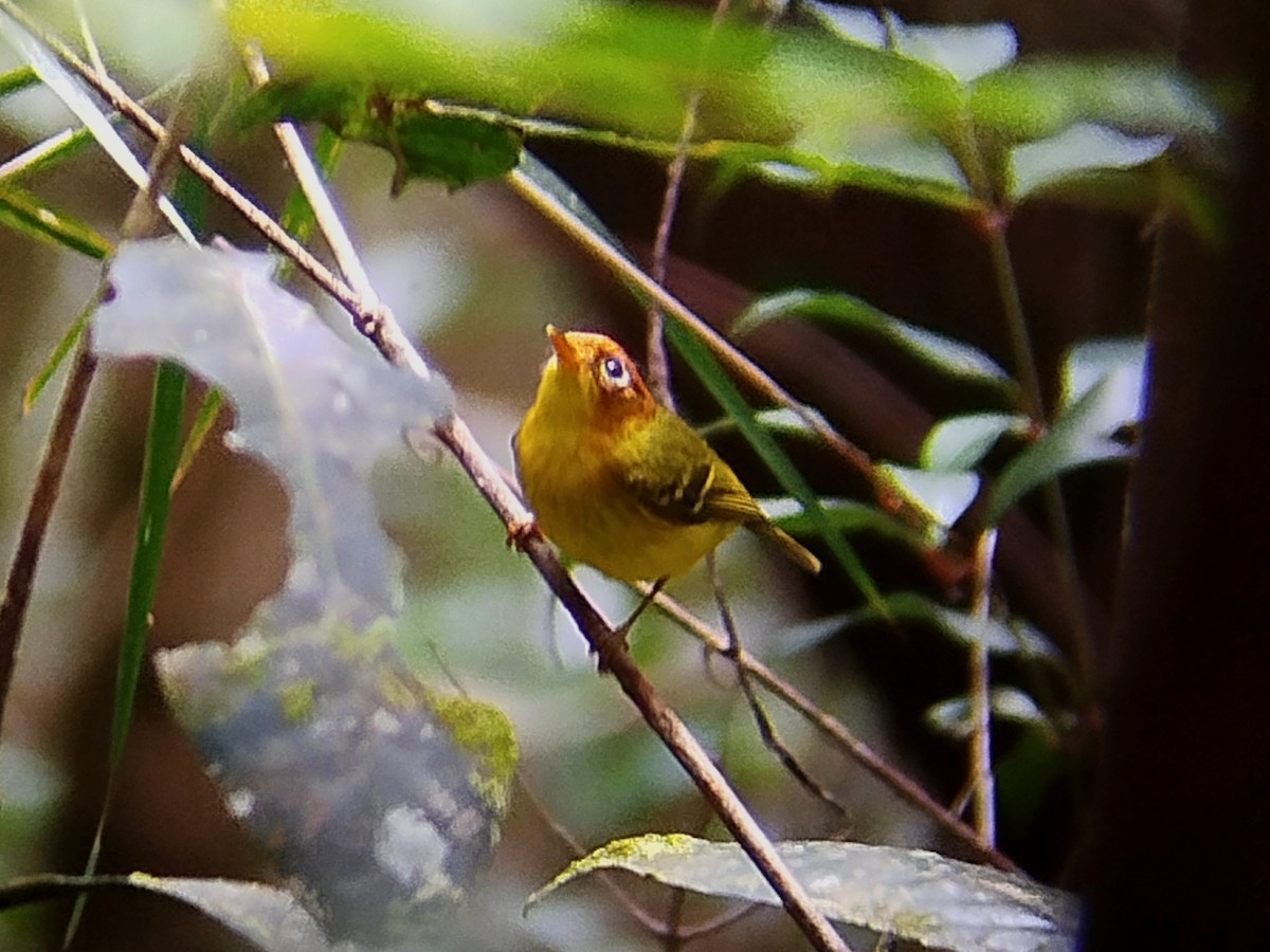 Yellow-breasted Warbler - ML616539876