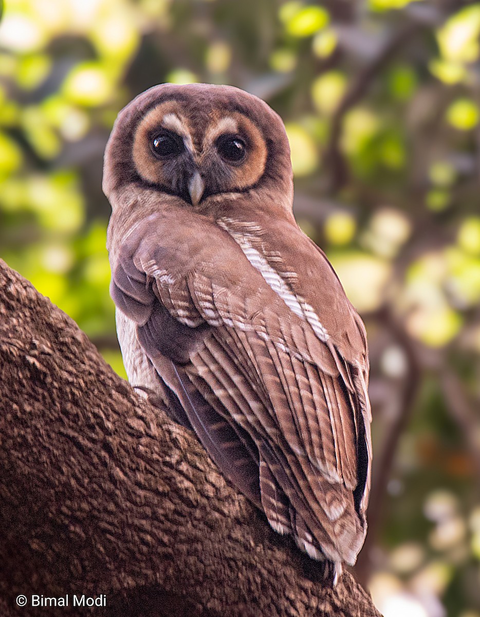 Brown Wood-Owl - ML616539887