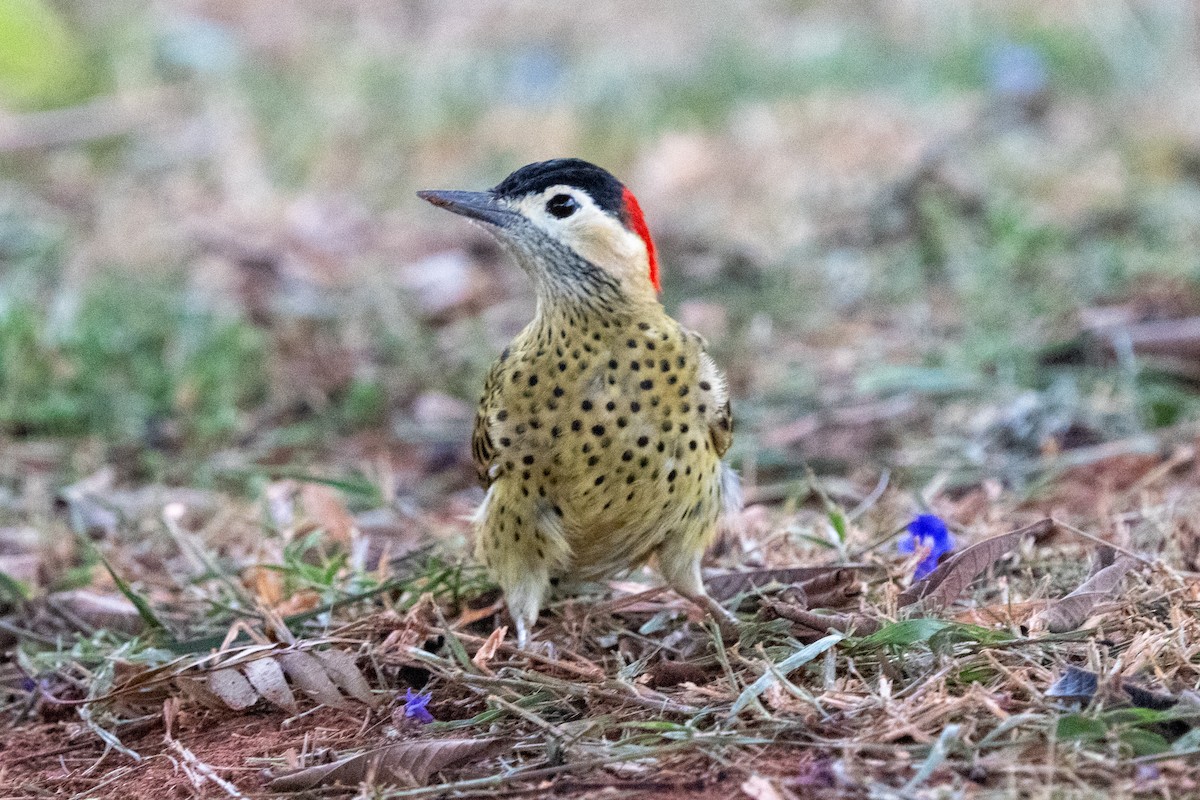 Green-barred Woodpecker - ML616540035
