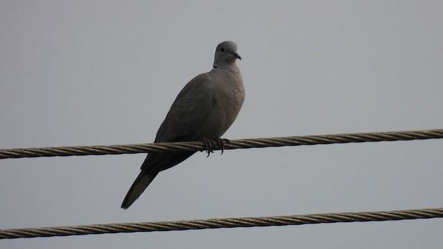 Eurasian Collared-Dove - ML616540085