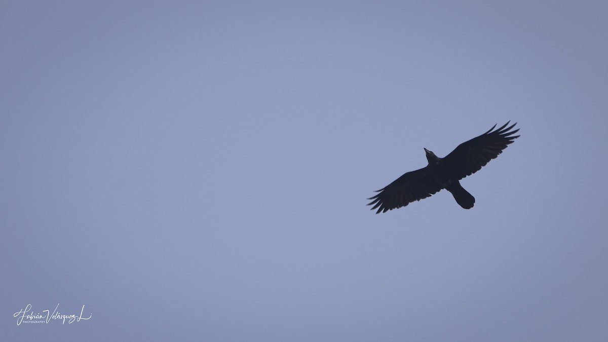 Common Raven - ML616540106