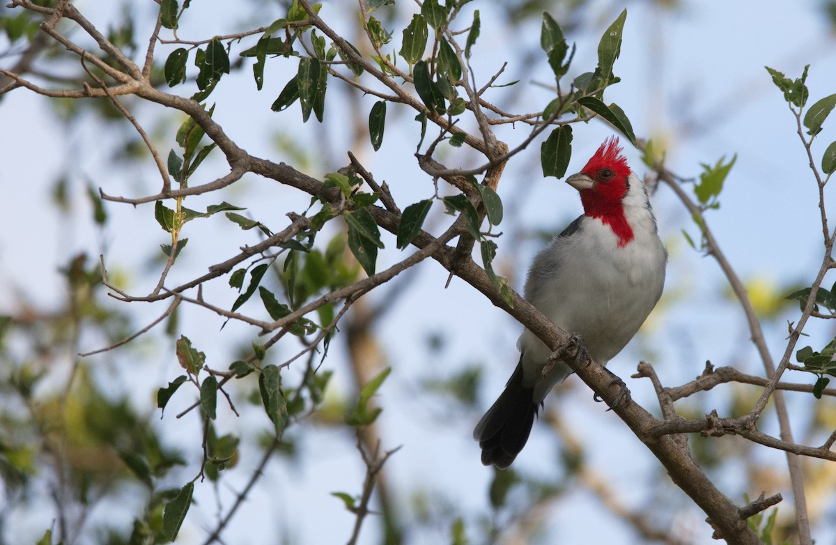 Red-crested Cardinal - ML616540140