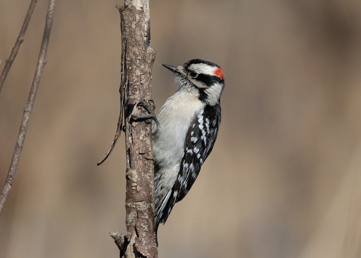 Downy Woodpecker (Eastern) - ML616540202