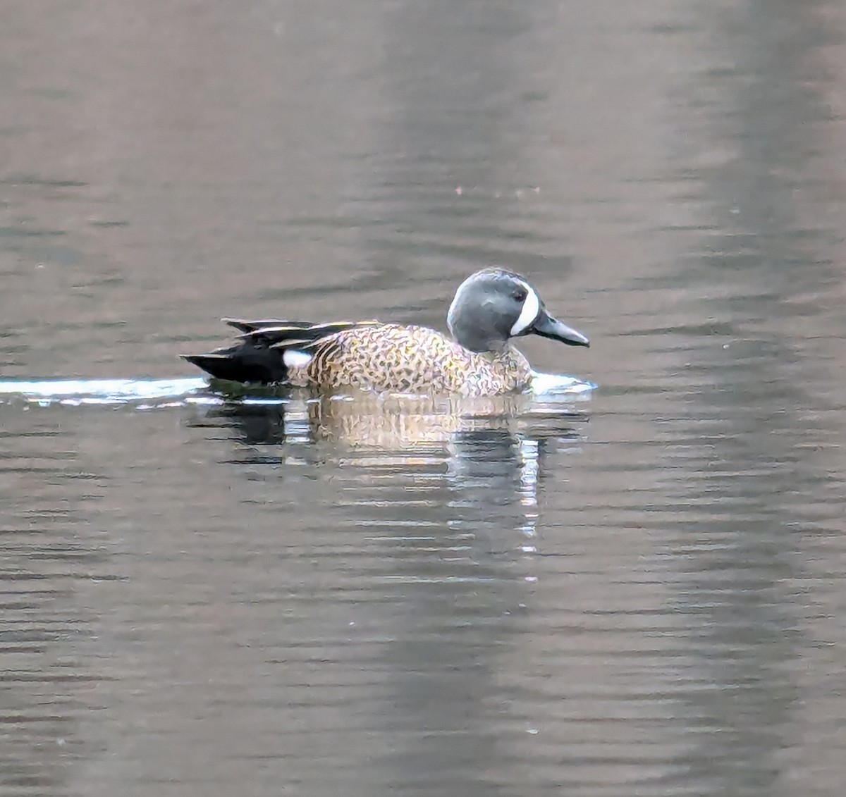 Blue-winged Teal - ML616540219