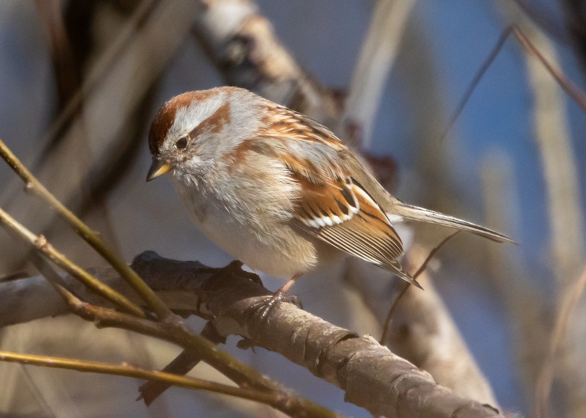 American Tree Sparrow - ML616540236