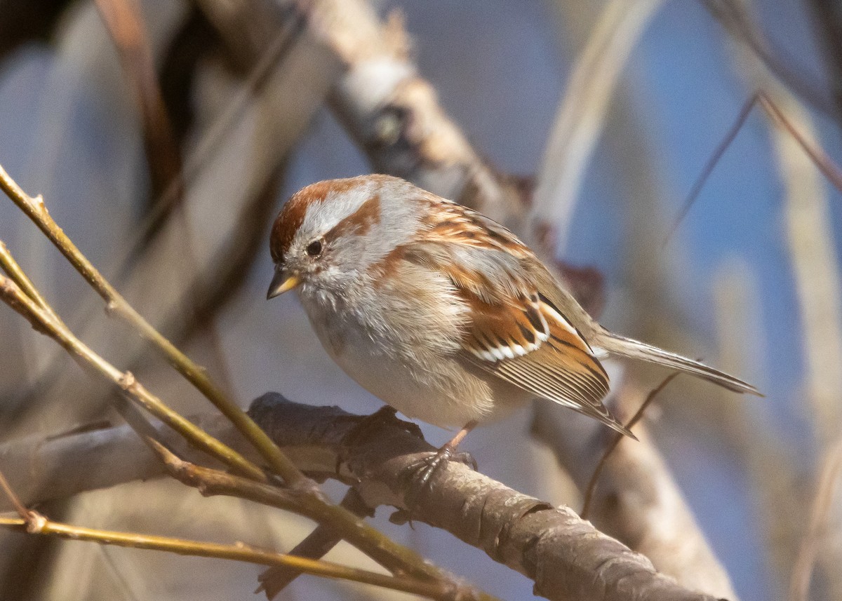 American Tree Sparrow - ML616540238