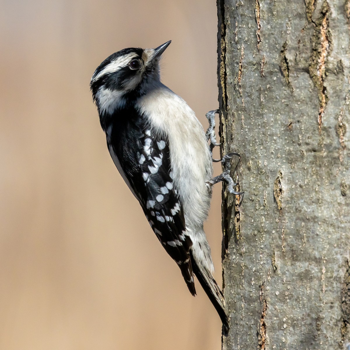 Downy Woodpecker (Eastern) - Ian Burgess