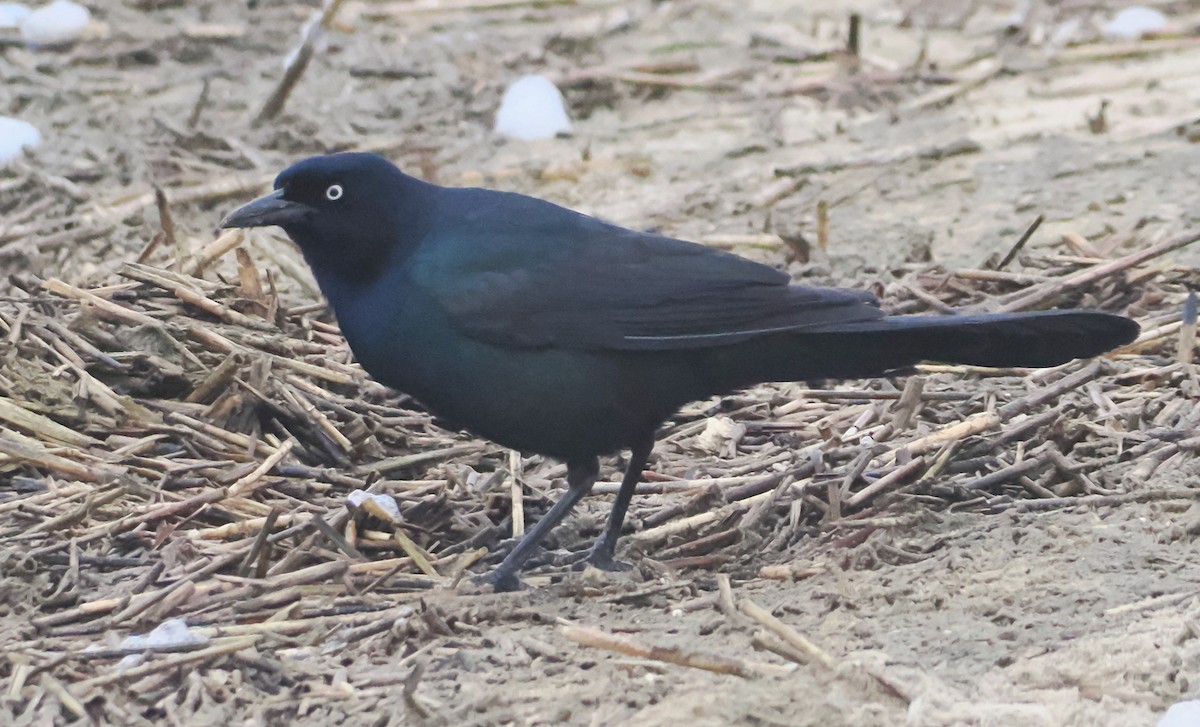 Boat-tailed Grackle - ML616540320