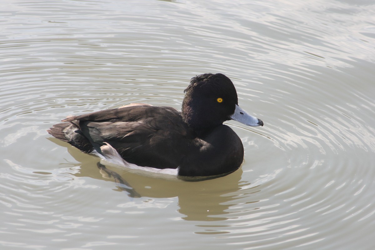 Tufted Duck - ML616540335