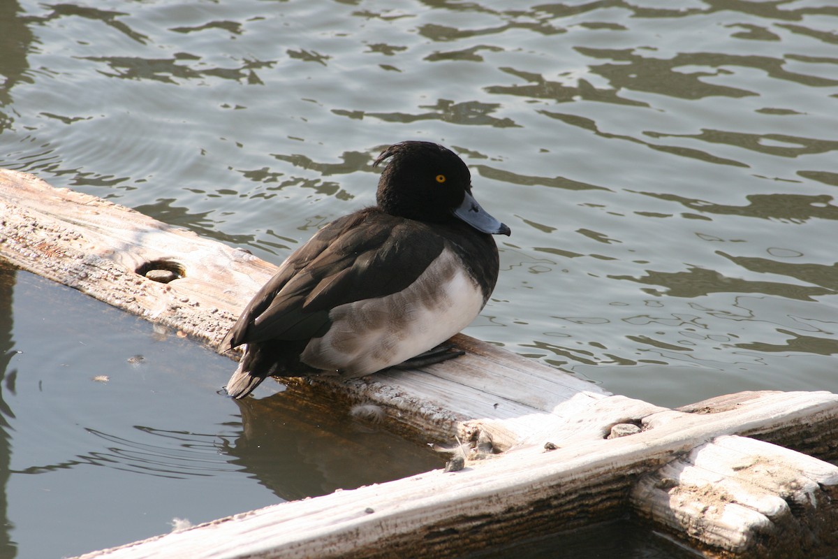 Tufted Duck - ML616540352