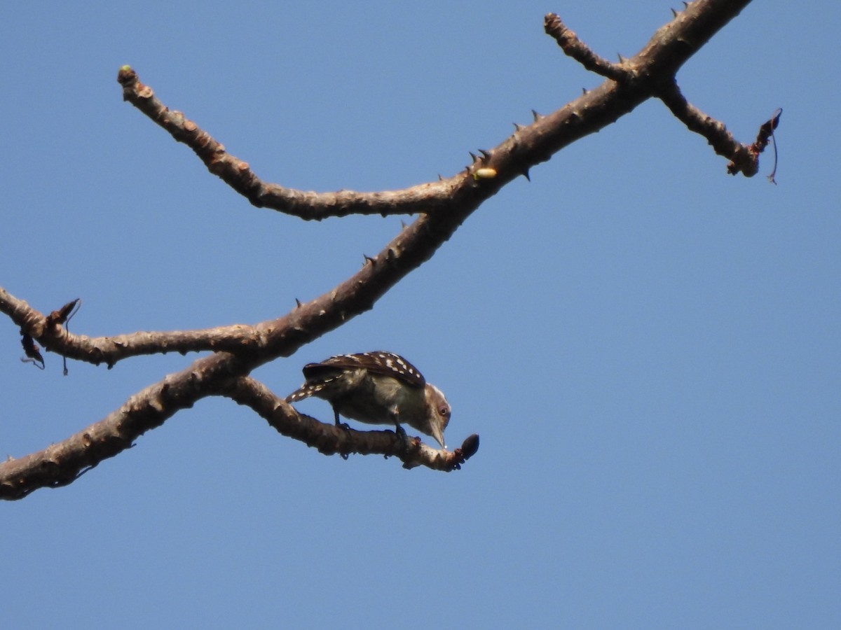 Brown-capped Pygmy Woodpecker - ML616540385