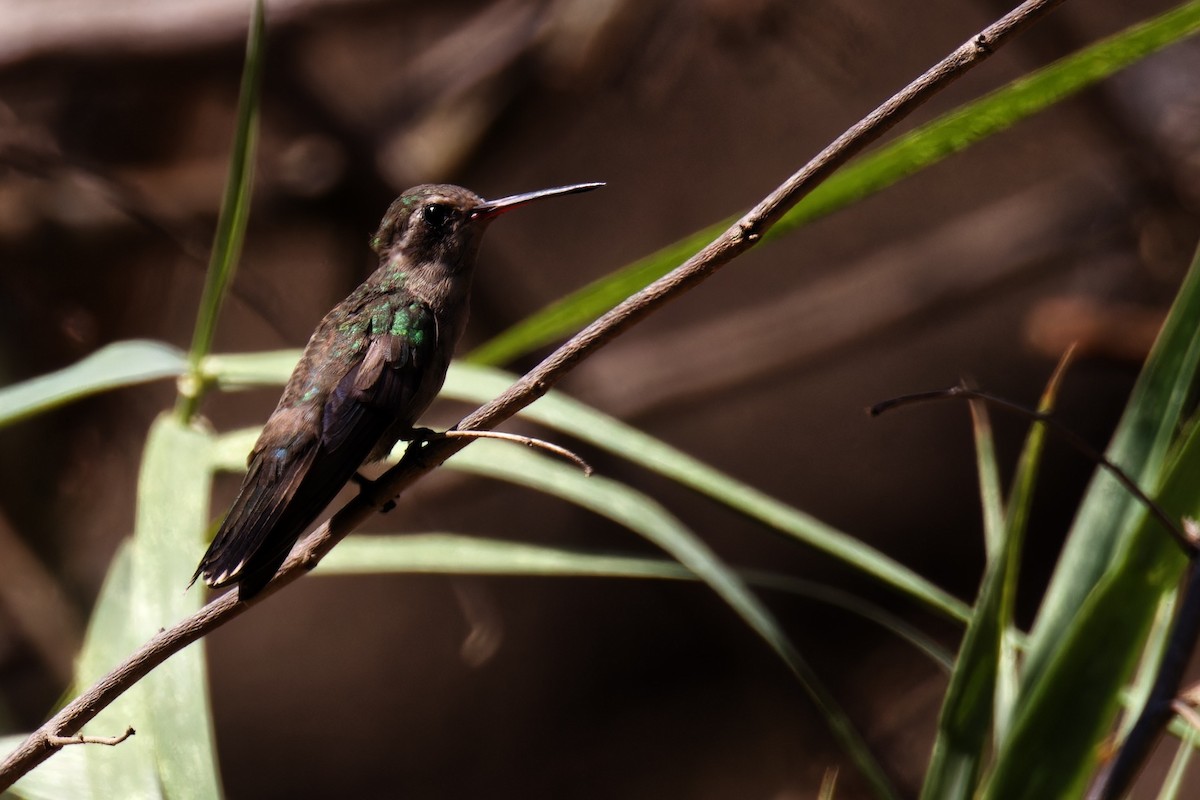 kolibřík aztécký - ML616540592