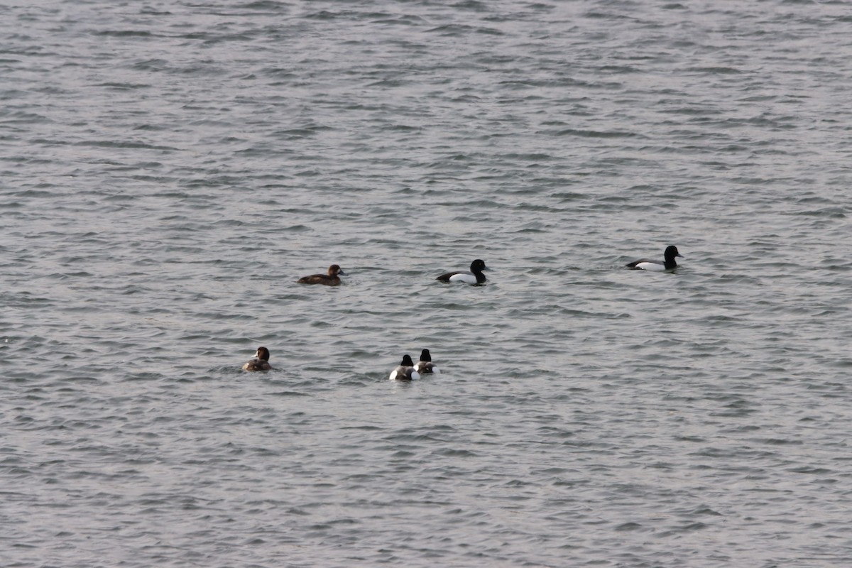 Greater Scaup - ML616540852