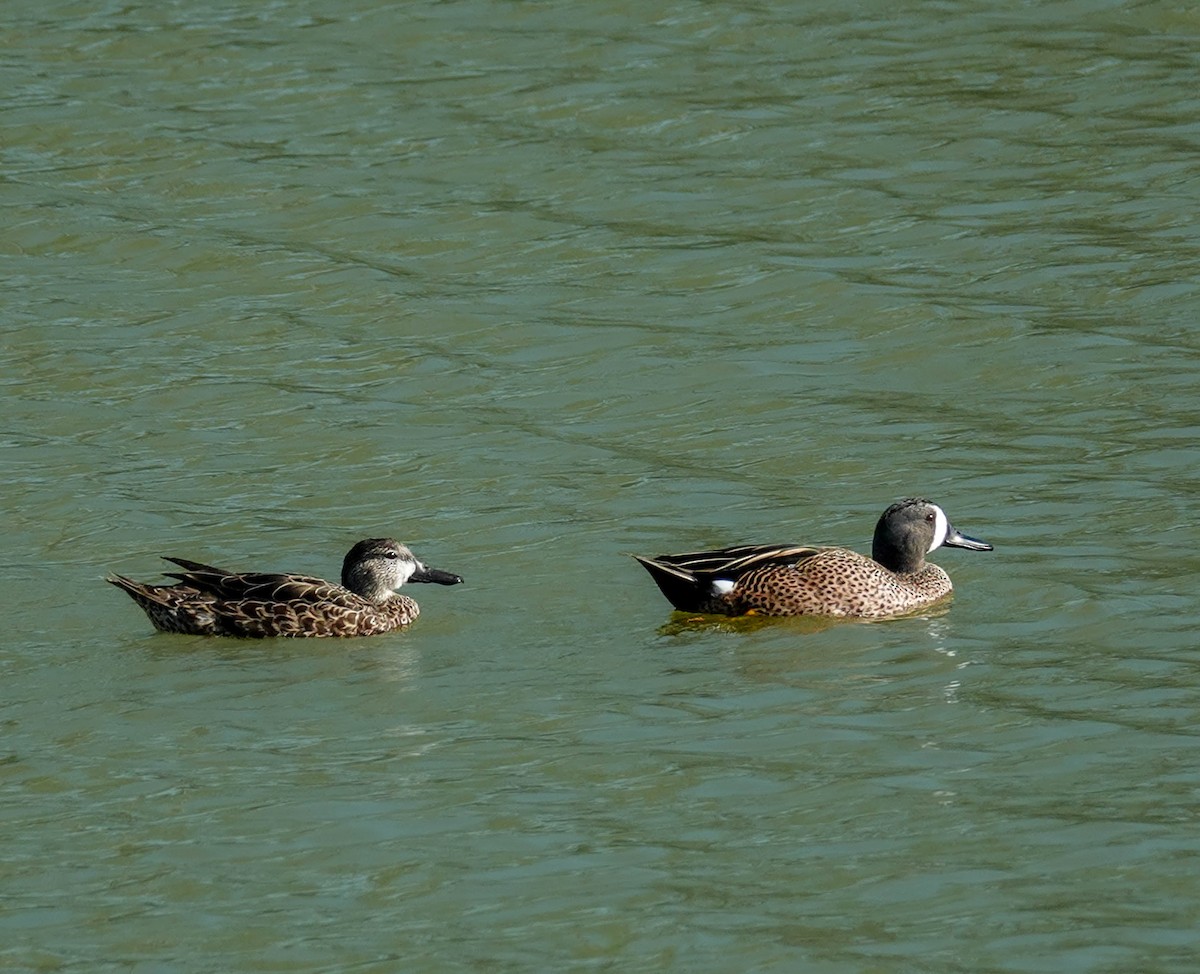 Blue-winged Teal - ML616540885