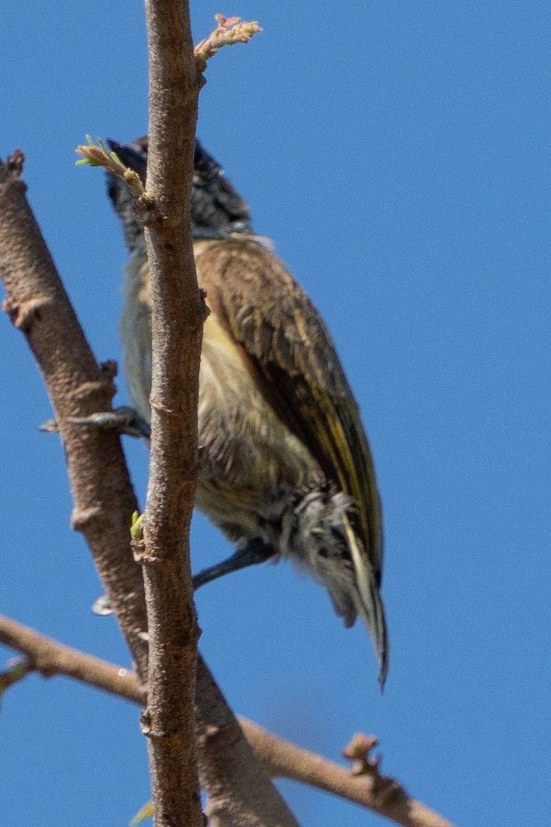 Olivaceous Piculet - ML616540907