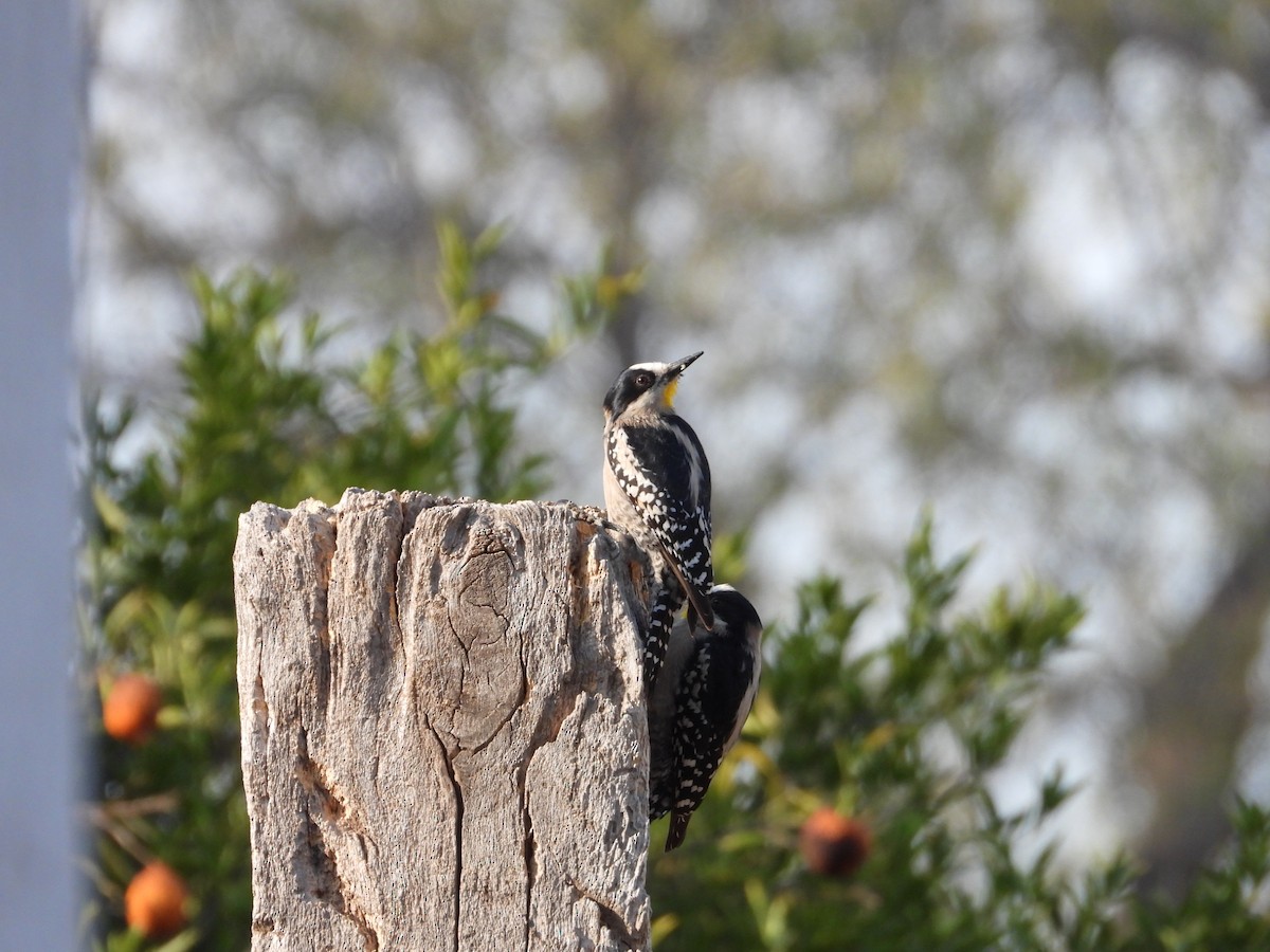 White-fronted Woodpecker - ML616540940