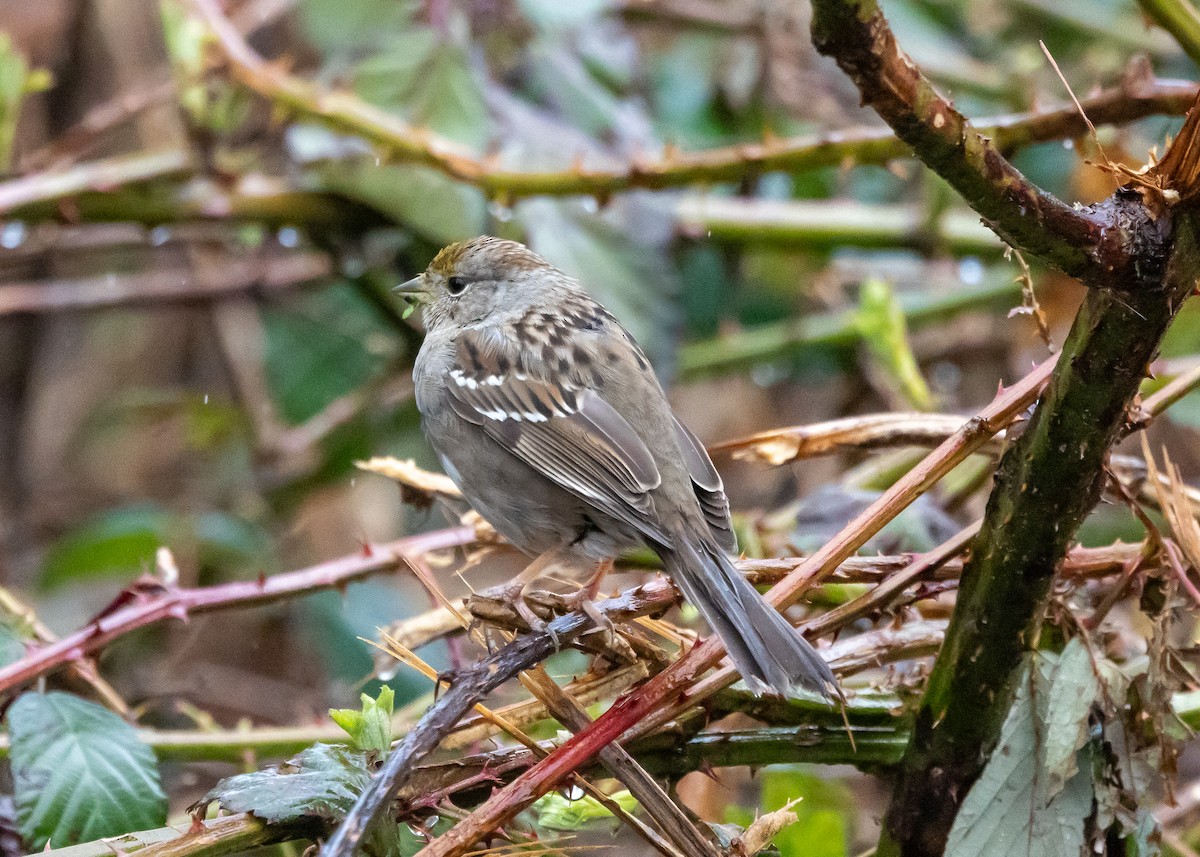 Golden-crowned Sparrow - Ian Burgess