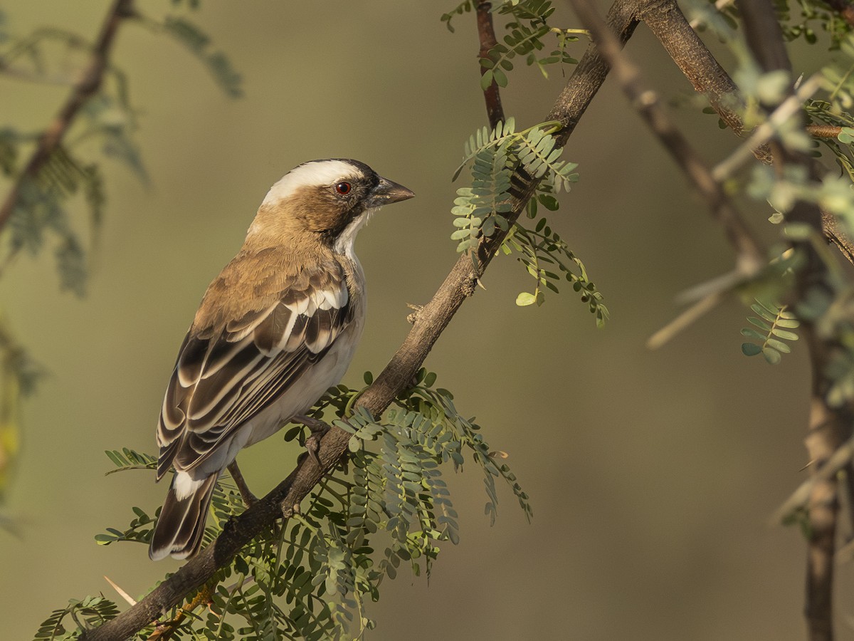 White-browed Sparrow-Weaver - Abraham Hernández