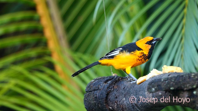 Spot-breasted Oriole - ML616541097