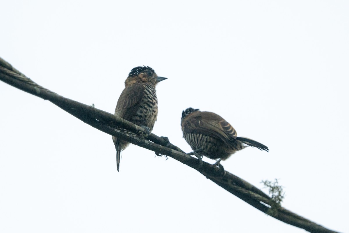 Ochre-collared Piculet - ML616541111
