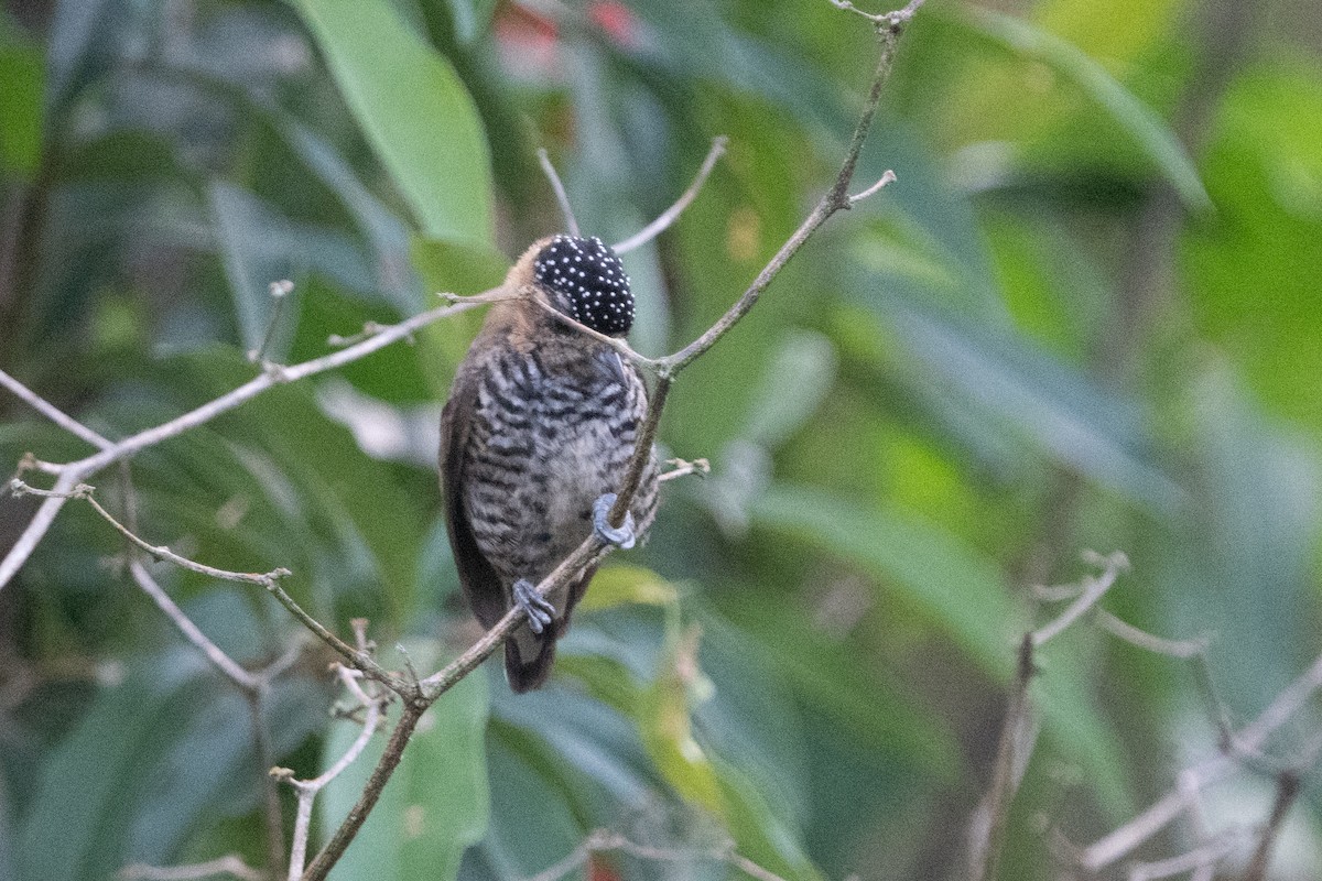 Ochre-collared Piculet - ML616541112