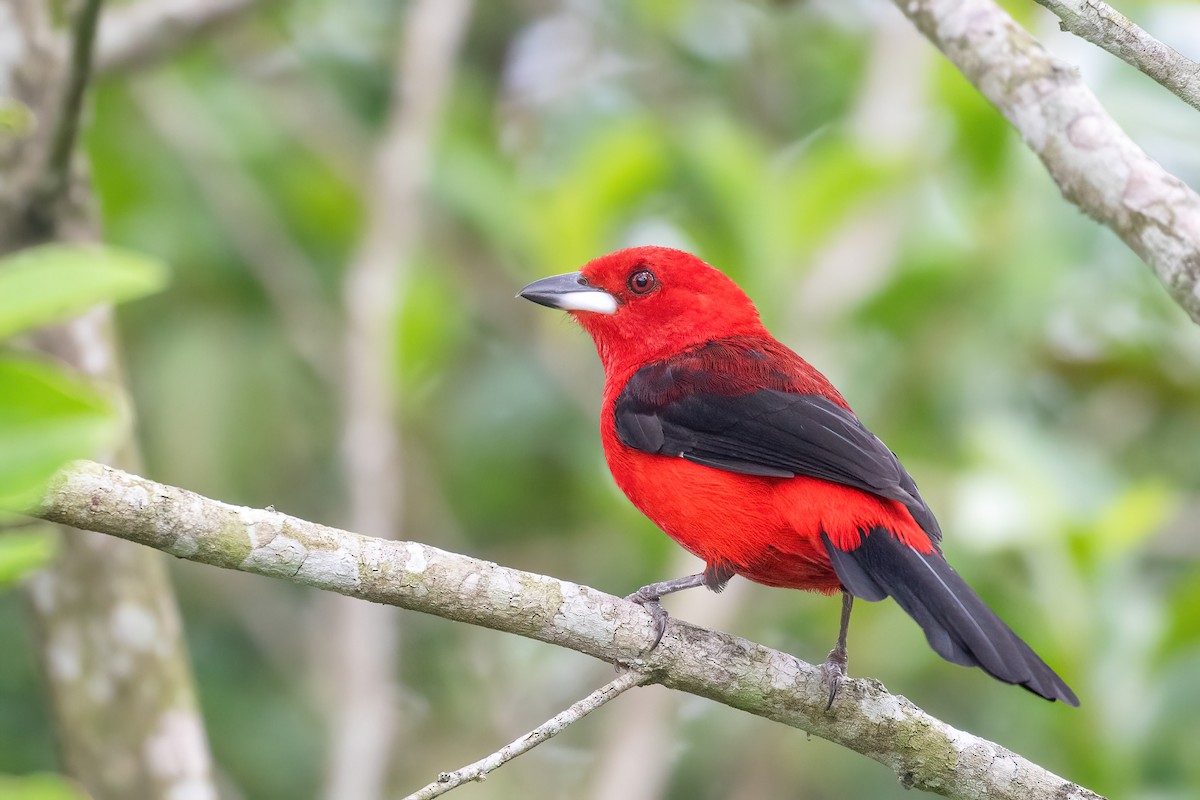 Brazilian Tanager - Marcos Eugênio Birding Guide
