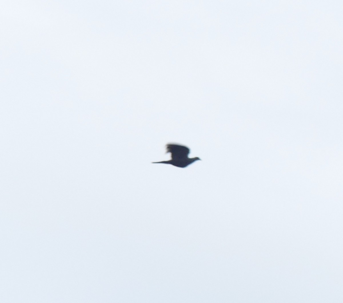 Black Wood-Pigeon - ML616541444