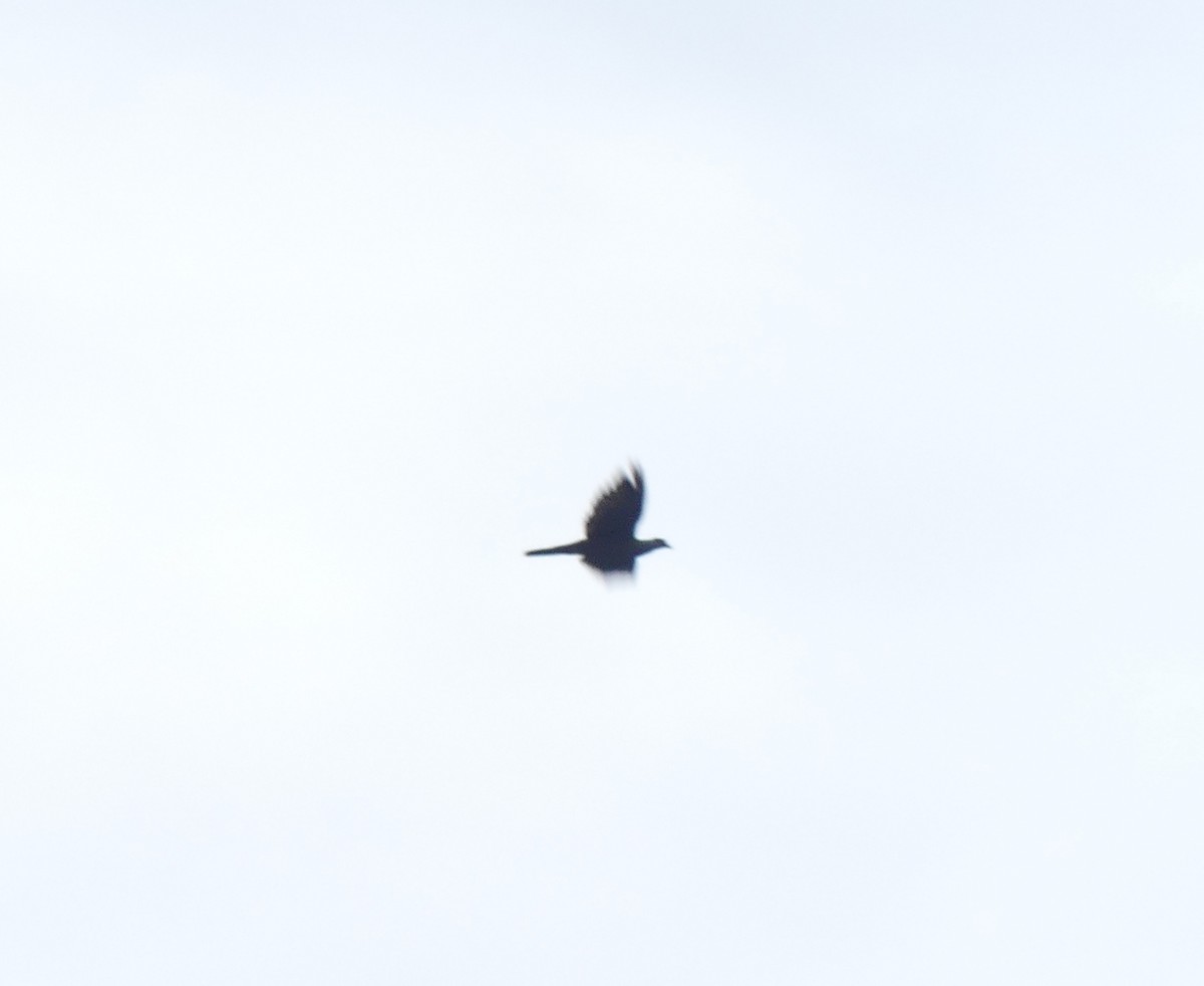 Black Wood-Pigeon - ML616541445