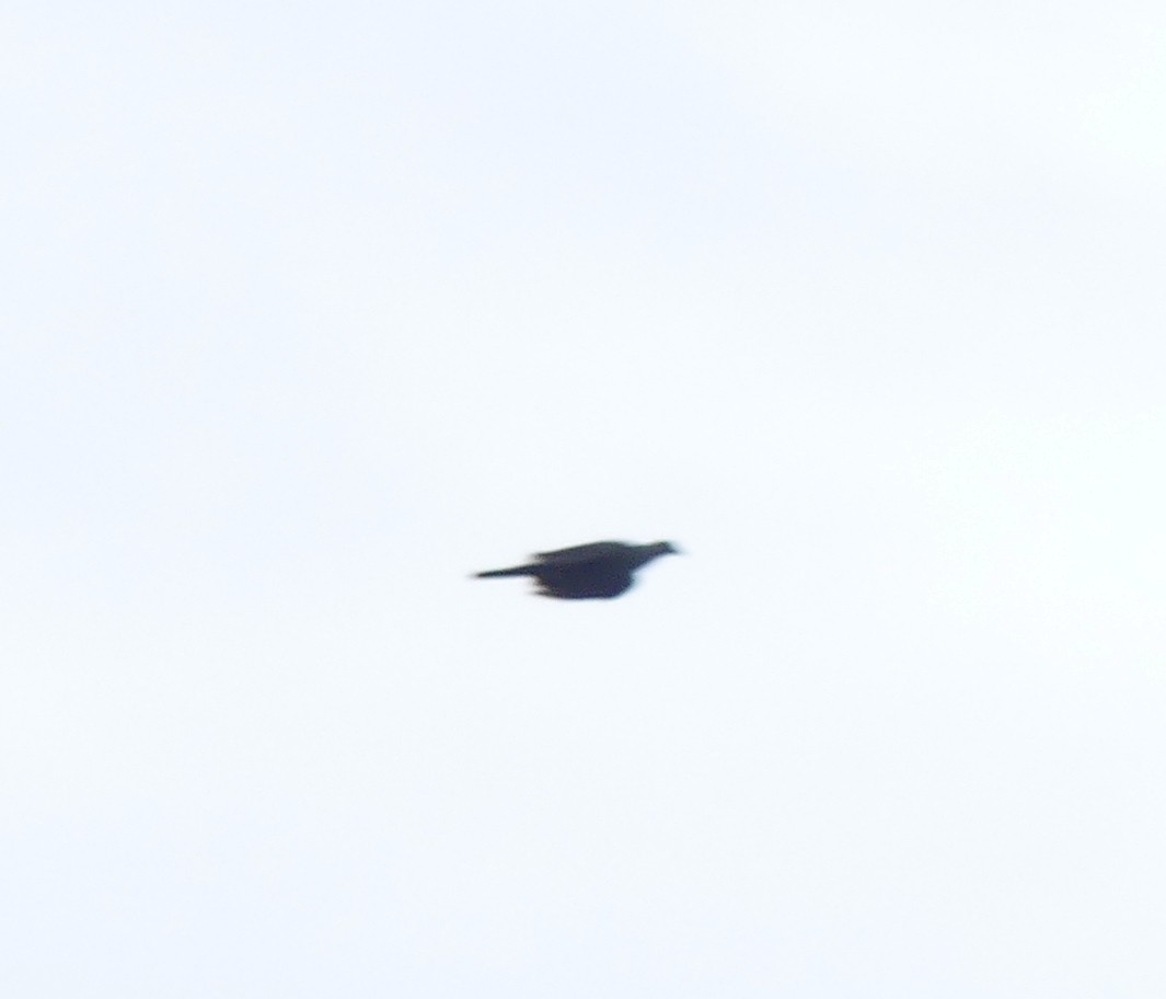 Black Wood-Pigeon - ML616541446
