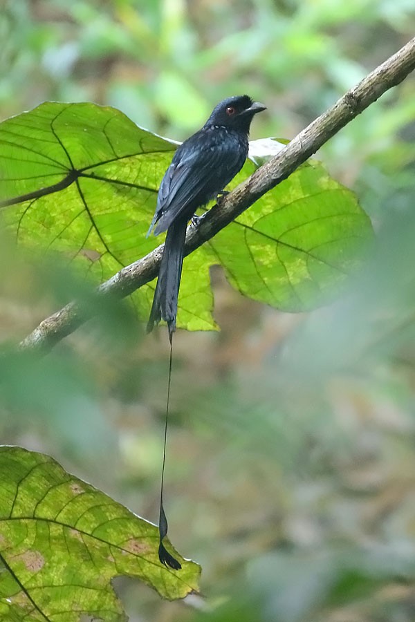 Greater Racket-tailed Drongo - ML616541450