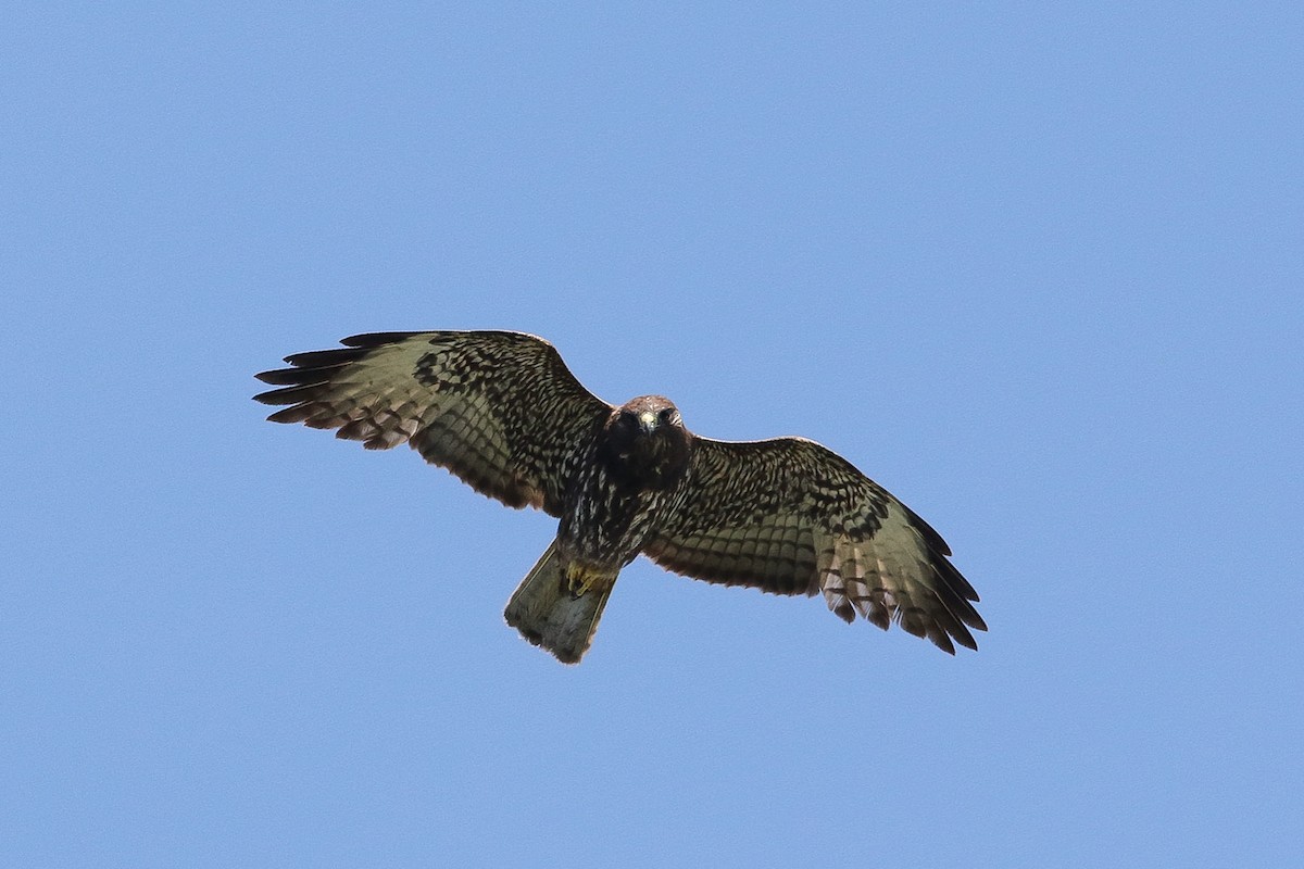 Short-tailed Hawk - Victor Stoll