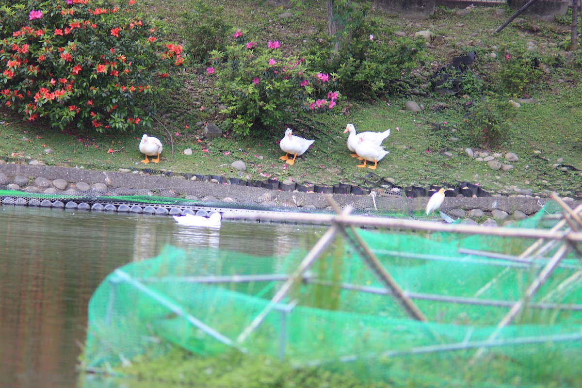 Muscovy Duck (Domestic type) - Chengheng Hu