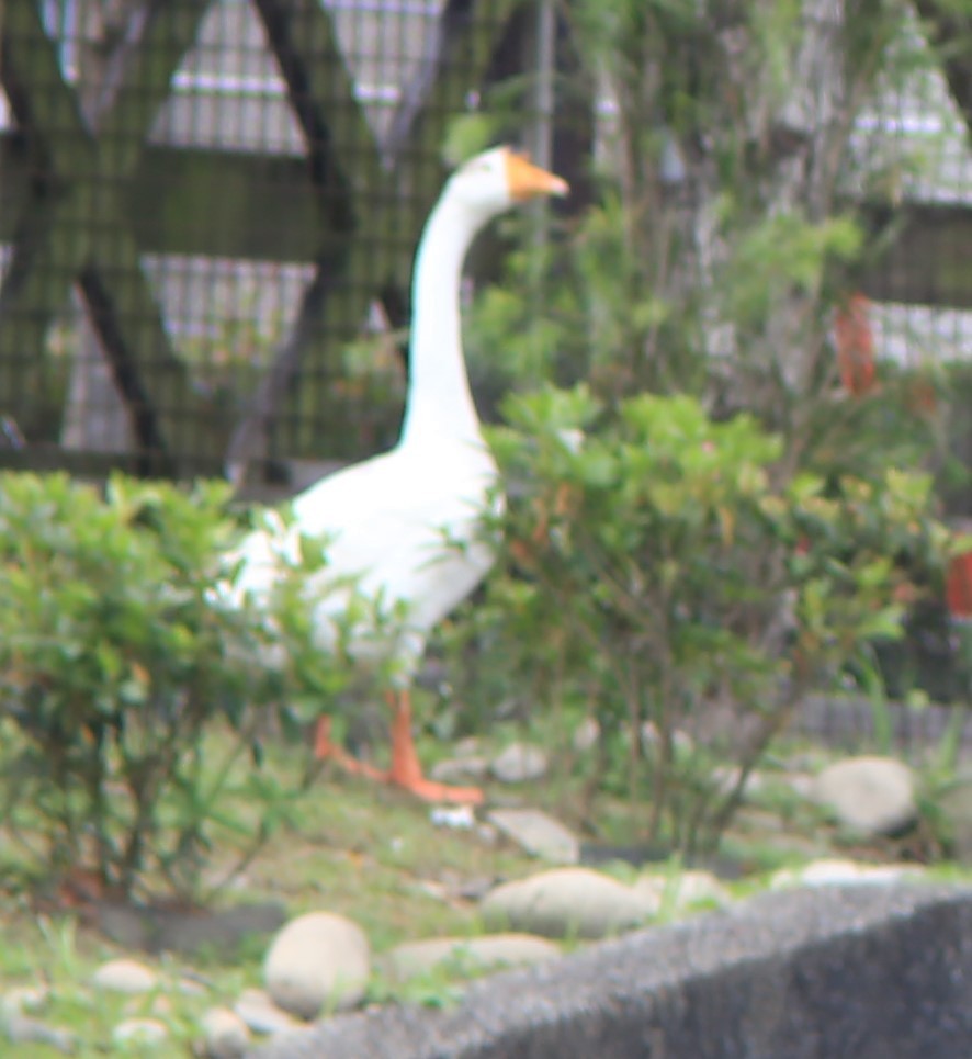 Domestic goose sp. (Domestic type) - Chengheng Hu