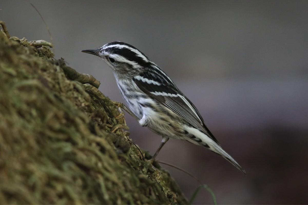 Black-and-white Warbler - ML616541585