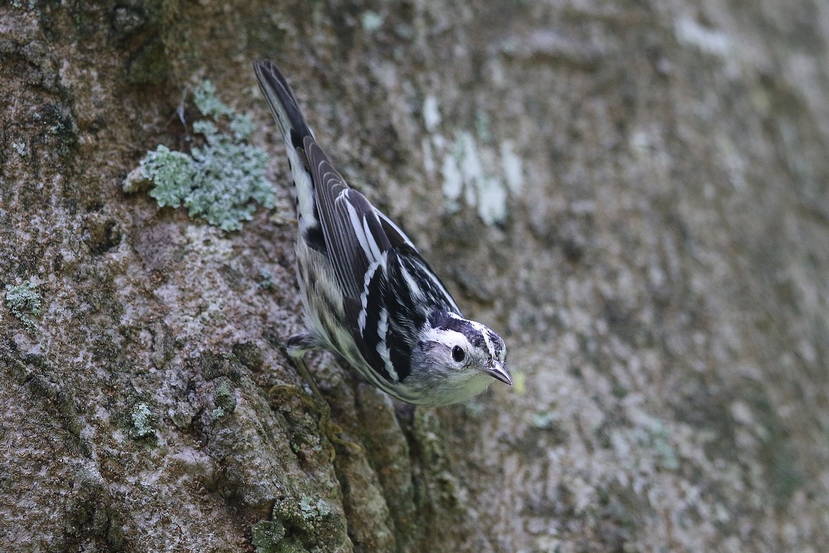 Black-and-white Warbler - Victor Stoll