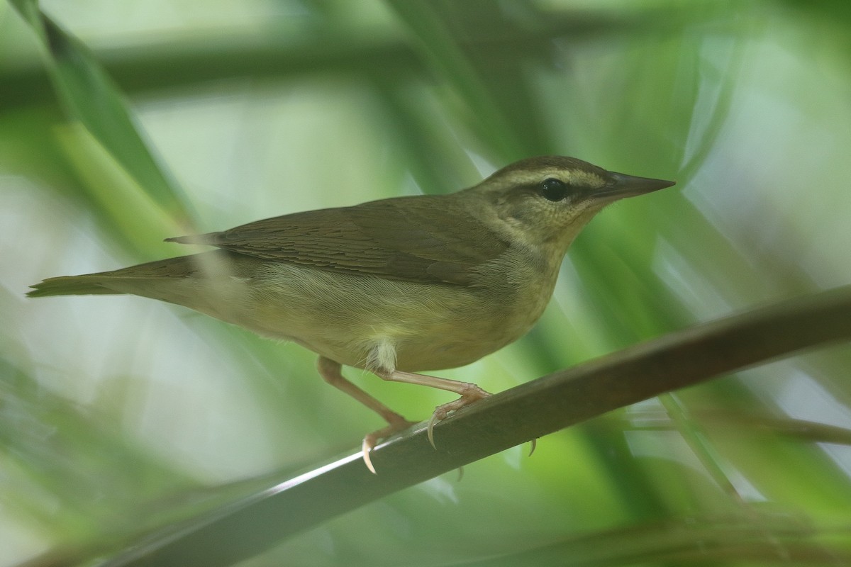 Swainson's Warbler - Victor Stoll
