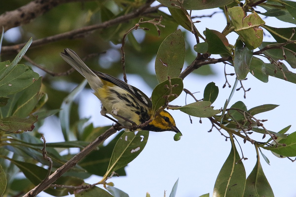 Black-throated Green Warbler - Victor Stoll