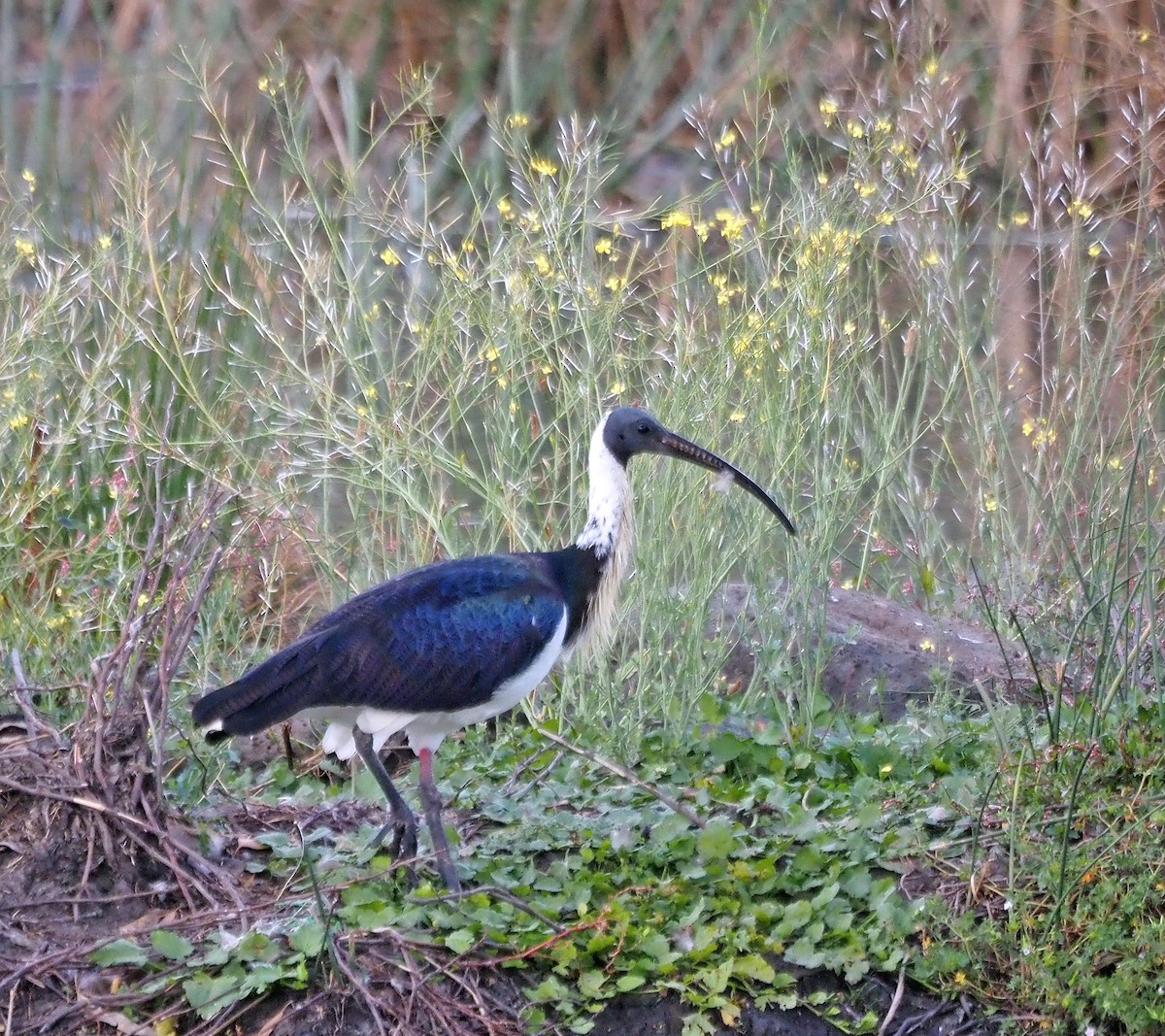 ibis slámokrký - ML616541685
